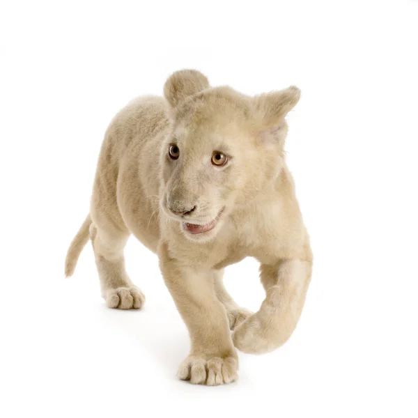 白狮子幼崽 (5 个月) — 图库照片