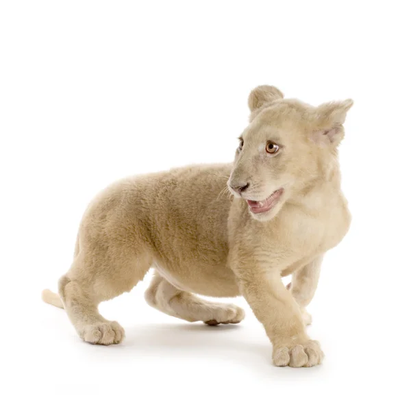 백색 사자 새끼 (5 개월) — 스톡 사진
