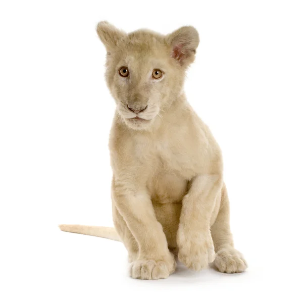 Белый лев Cub (5 месяцев ) — стоковое фото