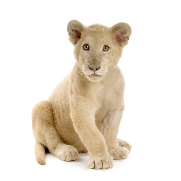 Fehér oroszlán kölyök (5 hónap) — Stock Fotó