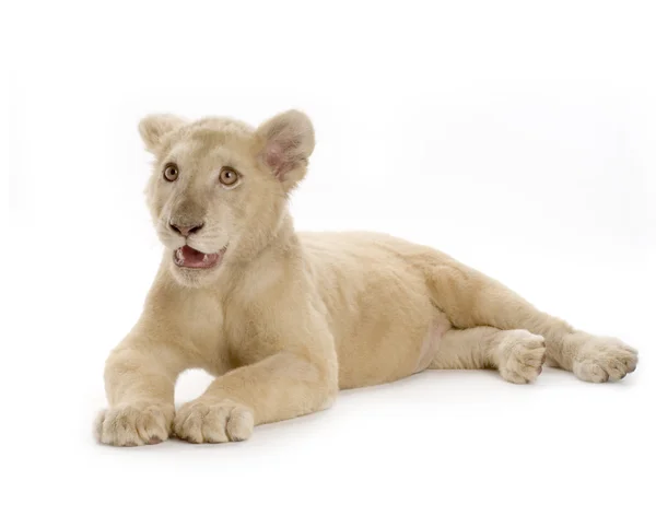 Белый лев Cub (5 месяцев ) — стоковое фото