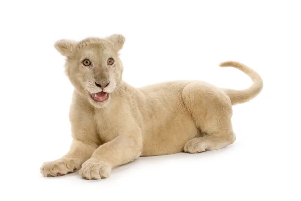 Білий лев Cub (5 місяців) — стокове фото
