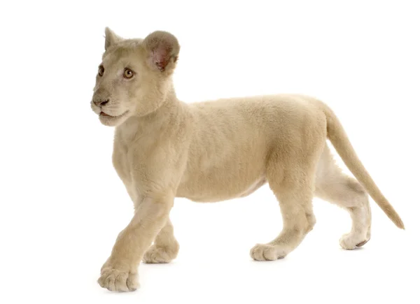 White Lion Cub (5 miesięcy) — Zdjęcie stockowe