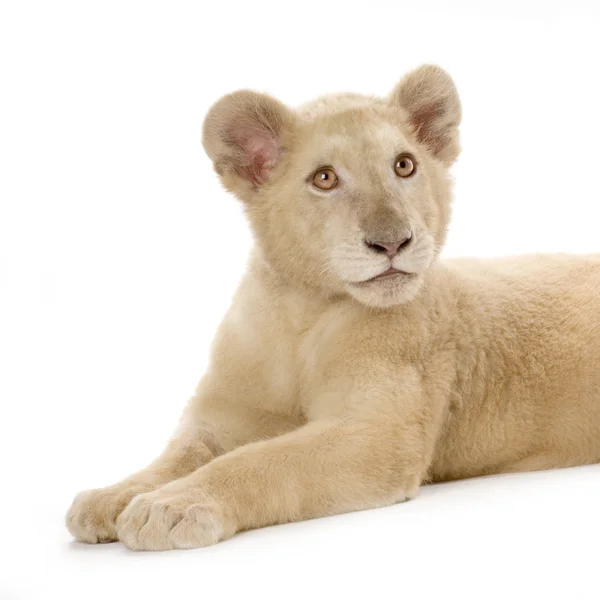 stock image White Lion Cub (5 months)