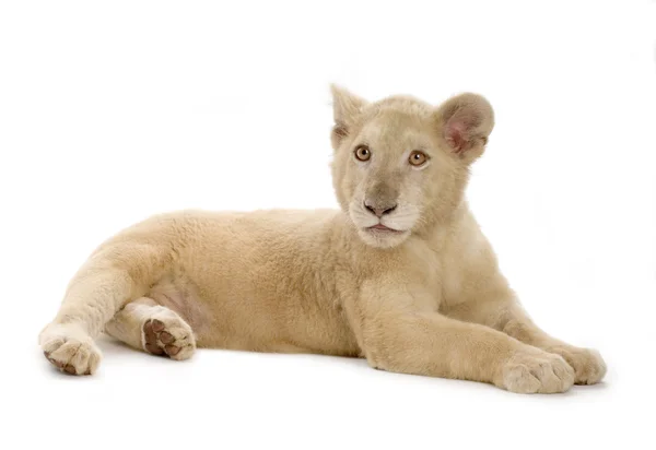 ホワイト ライオンの赤ちゃん (5 ヶ月) — ストック写真