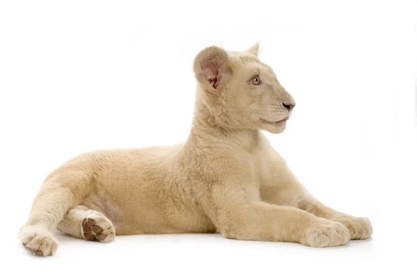 백색 사자 새끼 (5 개월) — 스톡 사진