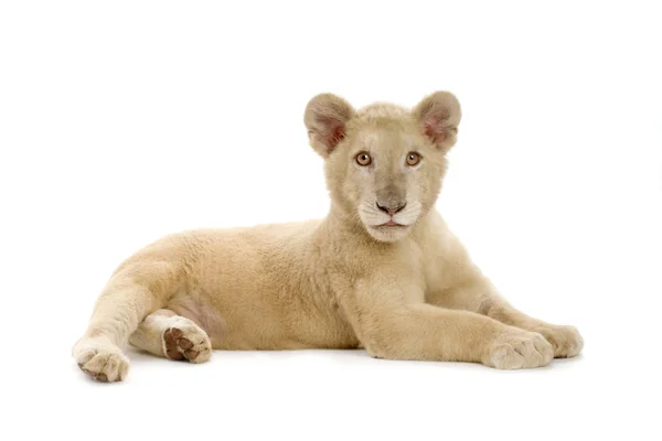 Weiße Löwenjungtiere (5 Monate)) — Stockfoto
