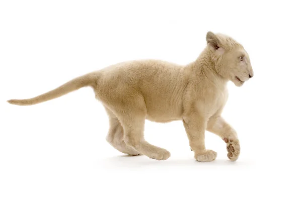 White Lion Cub (5 maanden) — Stockfoto