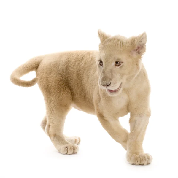 Fehér oroszlán kölyök (5 hónap) — Stock Fotó