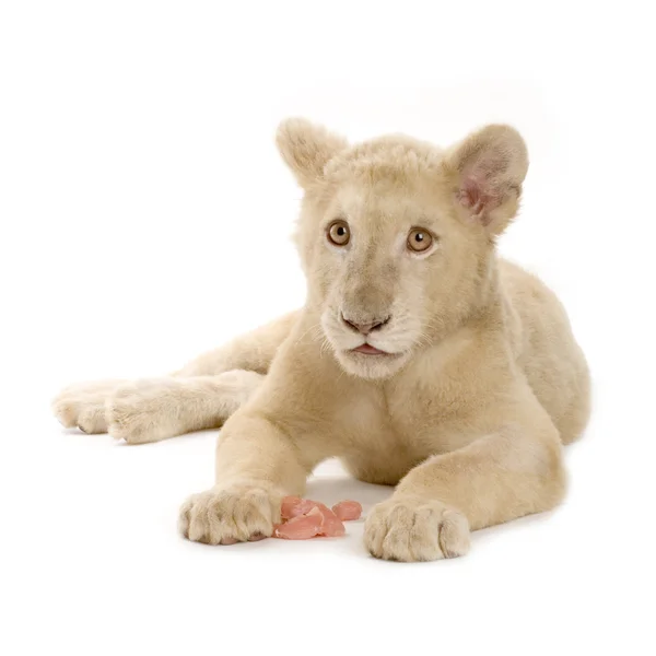 Beyaz Aslan yavrusu (5 ay) — Stok fotoğraf