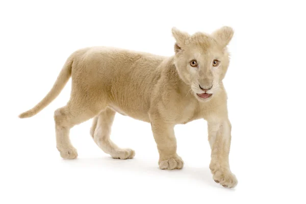 White Lion Cub (5 miesięcy) — Zdjęcie stockowe