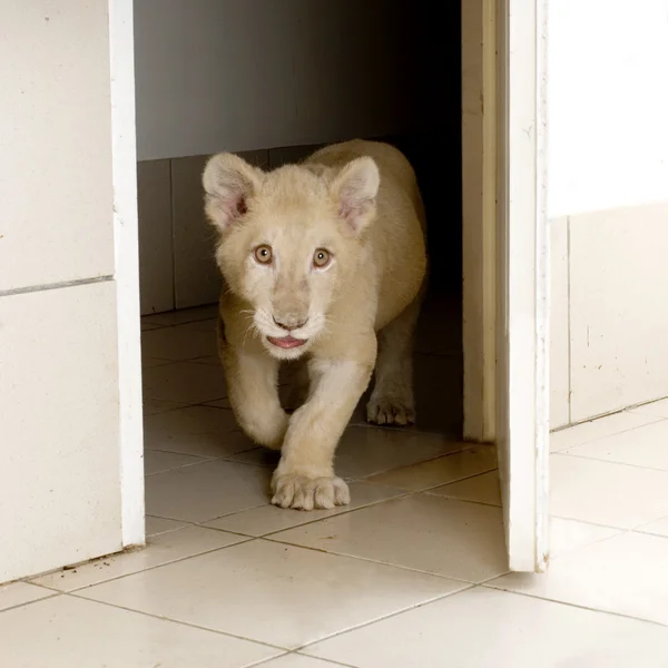 White Lion Cub (5 months) — Stock Photo, Image