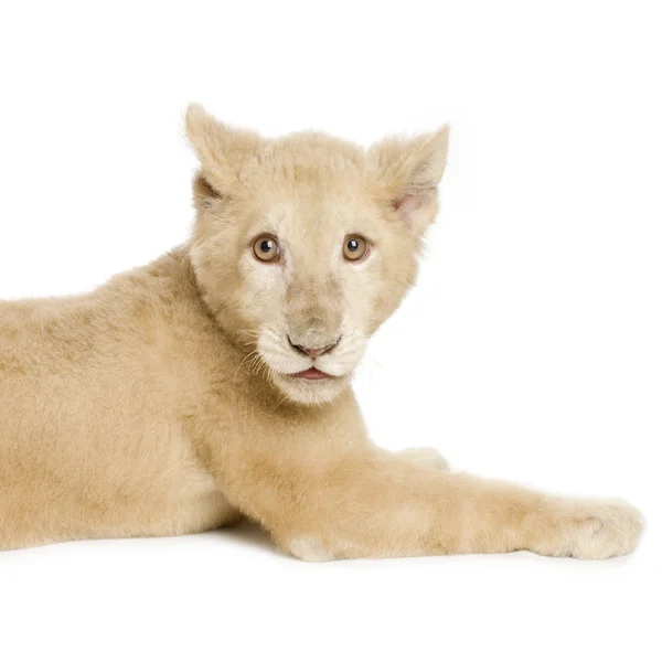Cucciolo di leone bianco (5 mesi ) — Foto Stock