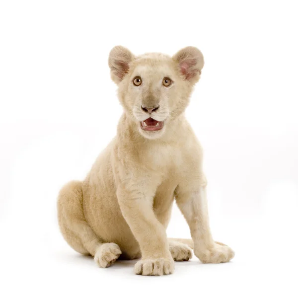 Cachorro león blanco (5 meses ) —  Fotos de Stock