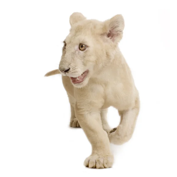 Cachorro león blanco (5 meses ) — Foto de Stock