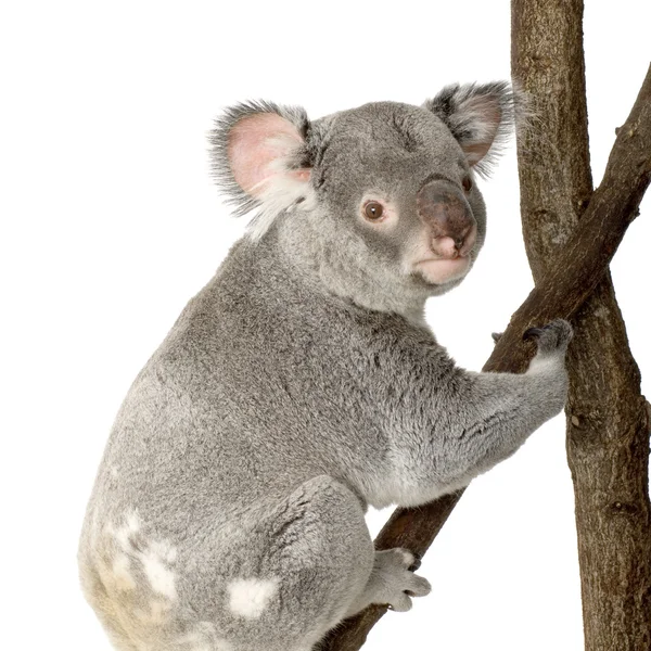 Koala — Zdjęcie stockowe