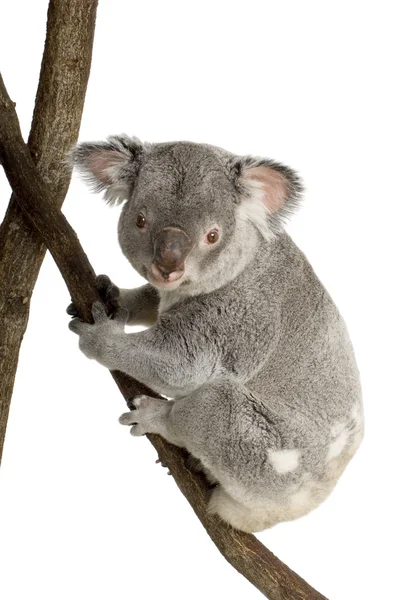 Koala — Stockfoto