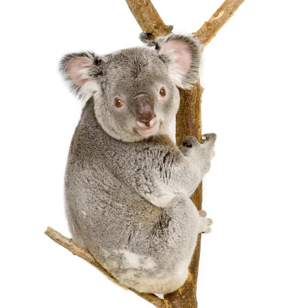 Koala — Zdjęcie stockowe