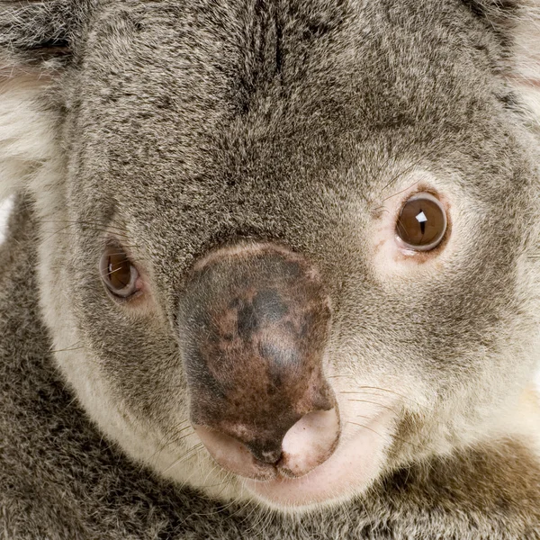 Koala — Stockfoto