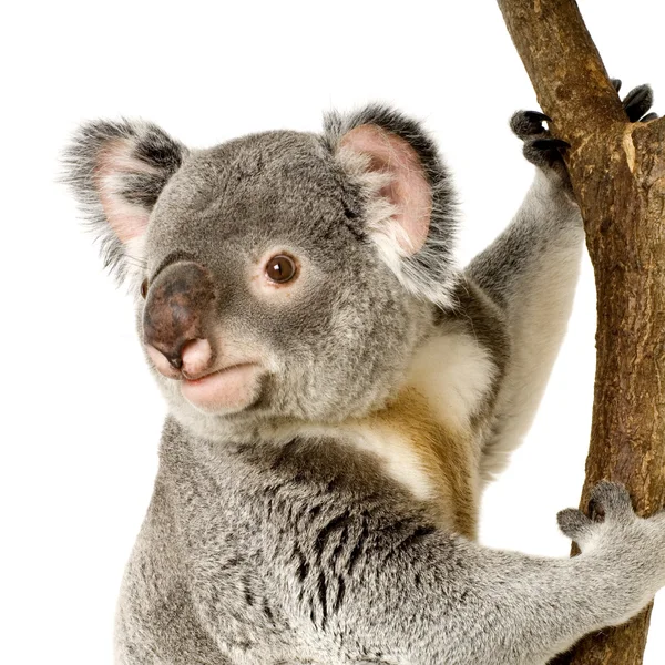 Koala. — Foto de Stock