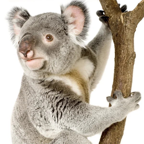 Koala. —  Fotos de Stock