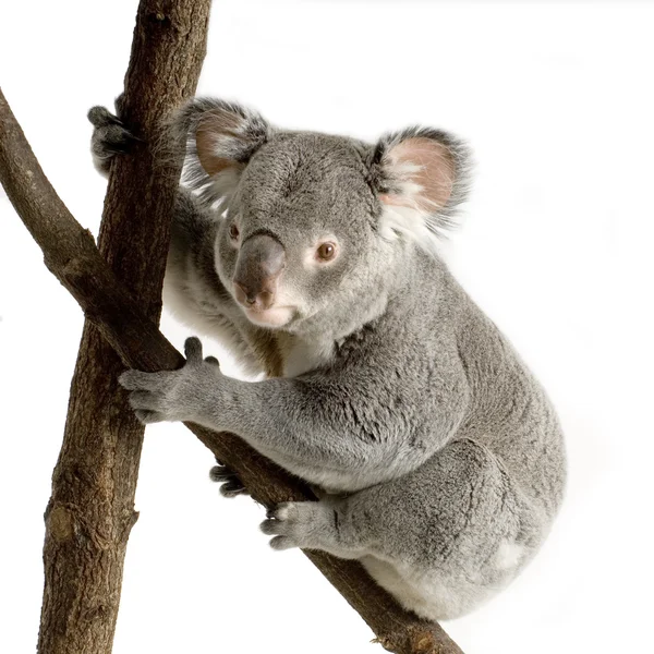Koala — Photo