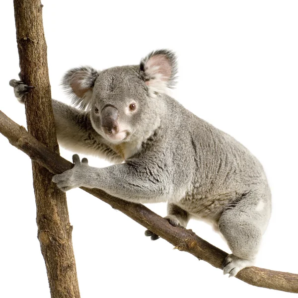 Koala — Photo