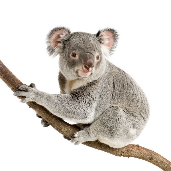 Koala
