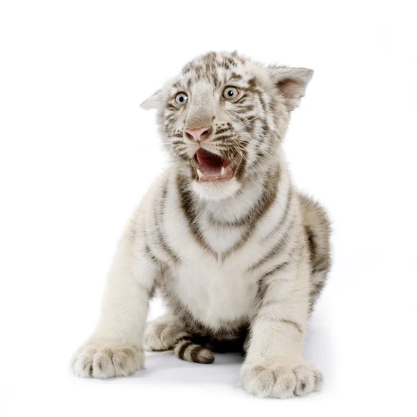 Tigre bianca cucciolo (3 mesi ) — Foto Stock