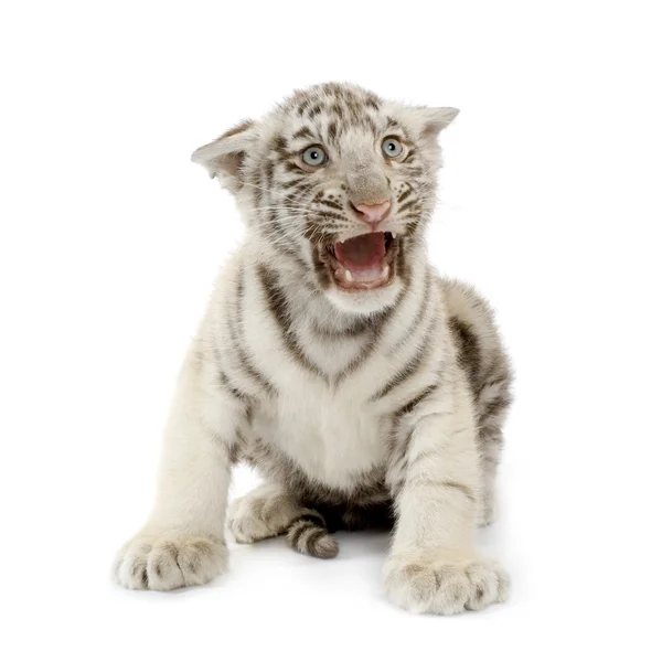 白老虎幼崽 (3 个月) — 图库照片