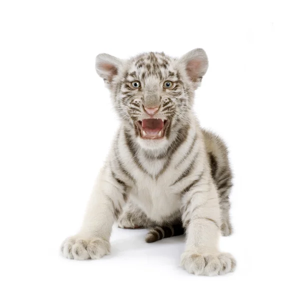 White Tiger cub (3 maanden) — Stockfoto