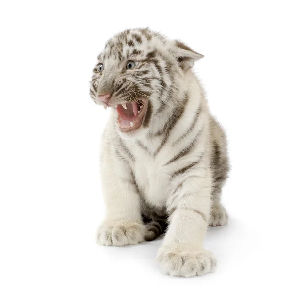Белый тигренок (3 месяца) ) — стоковое фото