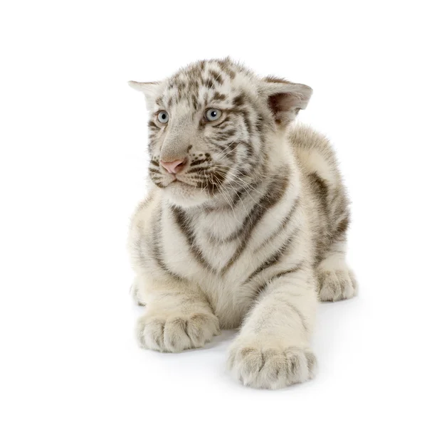 Weiße Tigerbabys (3 Monate)) — Stockfoto