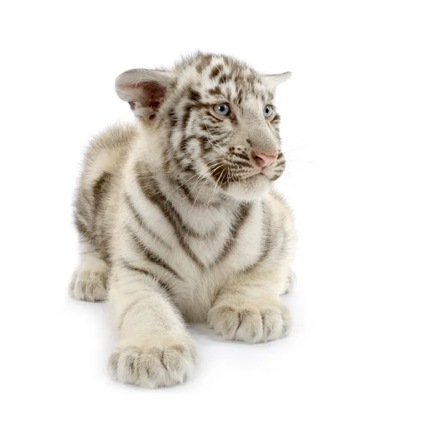 Filhote de tigre branco (3 meses ) — Fotografia de Stock