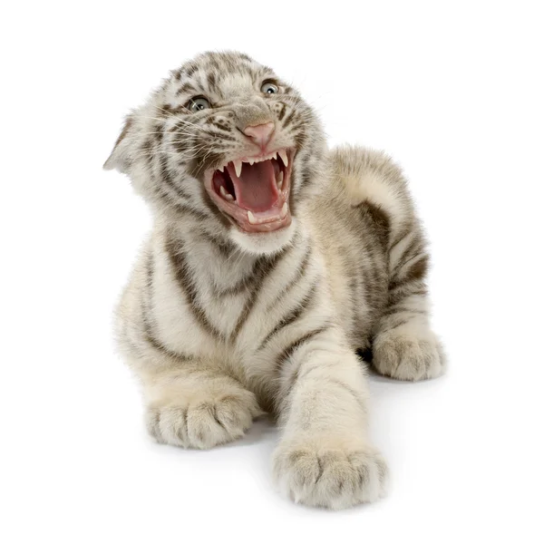 White Tiger cub (3 månader) — Stockfoto