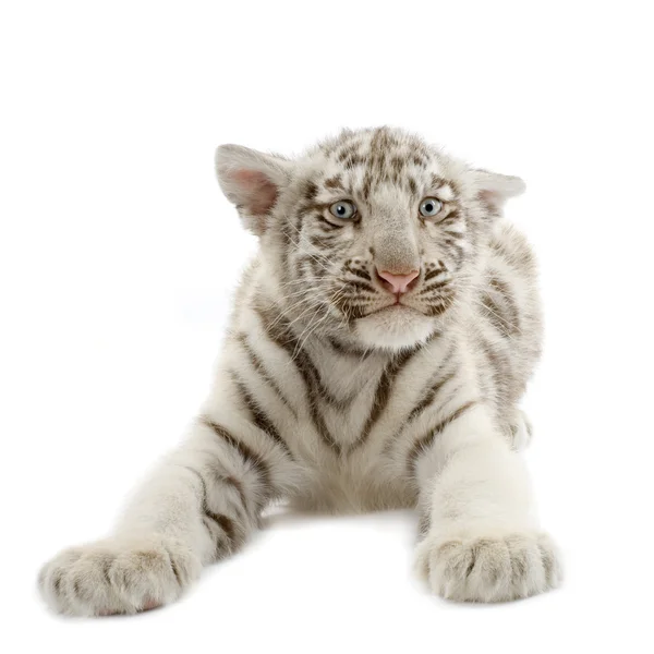 Białego tygrysa cub (3 miesiące) — Zdjęcie stockowe