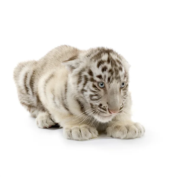 Белый тигренок (3 месяца) ) — стоковое фото