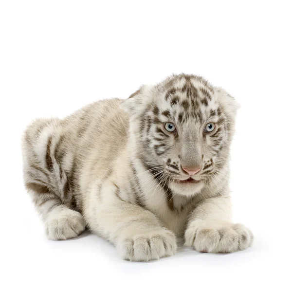 White Tiger cub (3 měsíce) — Stock fotografie