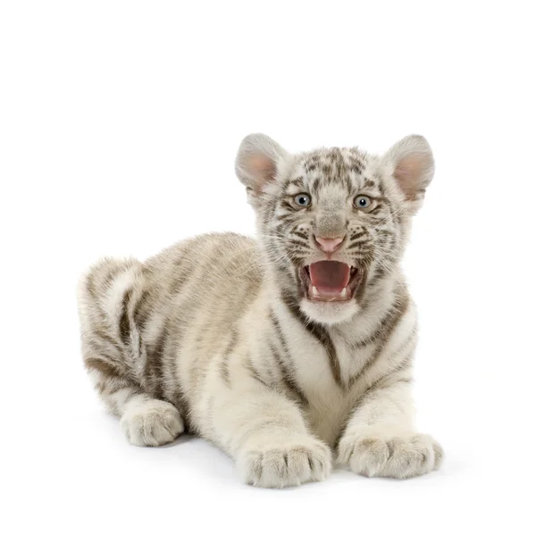 White Tiger cub (3 months) — Stock Photo, Image