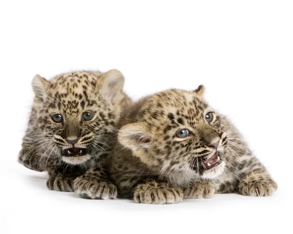 Leopardo persiano Cub (2 mesi ) — Foto Stock