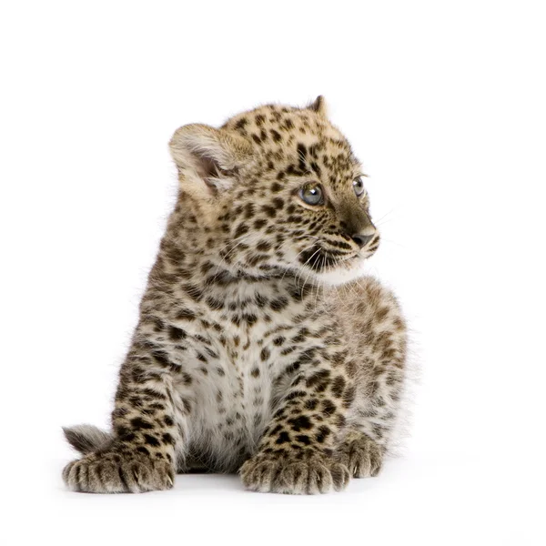 Куб персидского леопарда (2 месяца) ) — стоковое фото