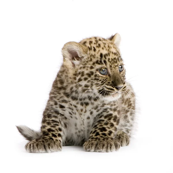 Cubo de leopardo persa (2 meses ) — Fotografia de Stock