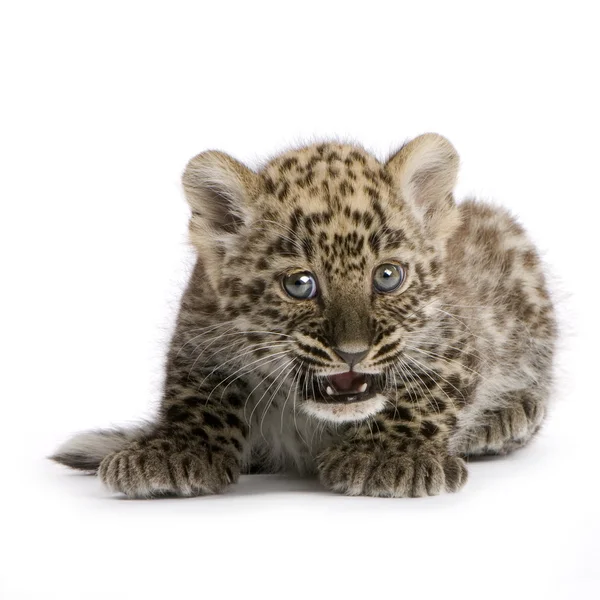 Cubo de leopardo persa (2 meses ) — Foto de Stock