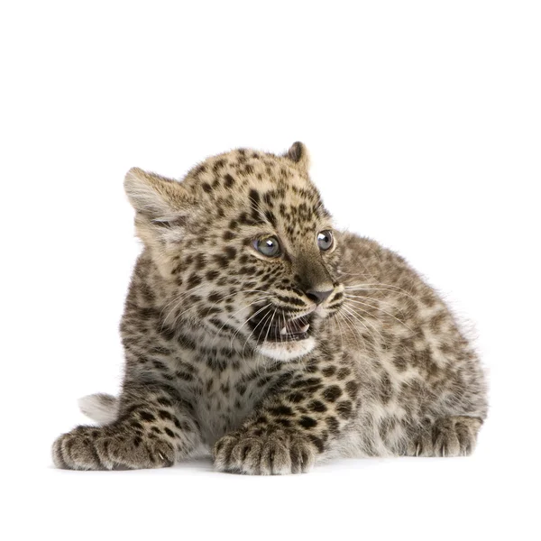 Περσικά λεοπάρδαλη Cub (2 μήνες) — Φωτογραφία Αρχείου