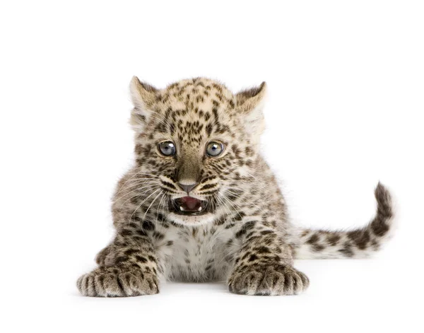 Cubo de leopardo persa (2 meses ) —  Fotos de Stock