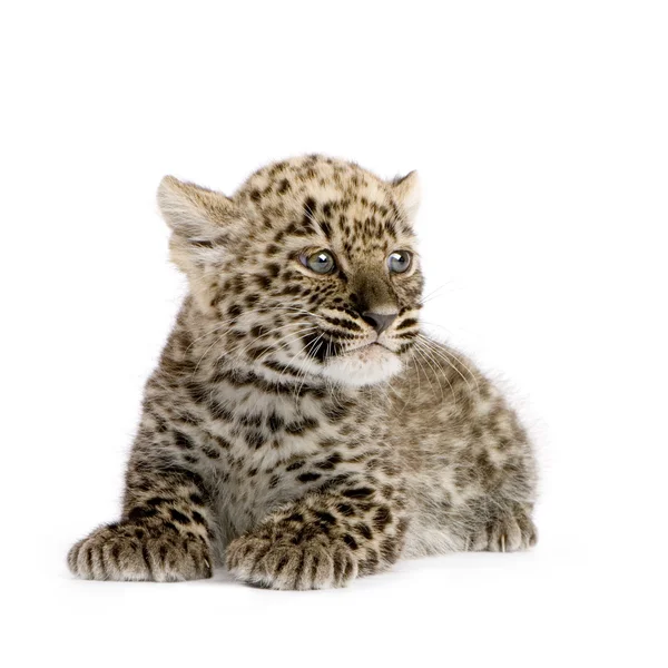 Perzisch-leopard Cub (2 maanden) — Stockfoto