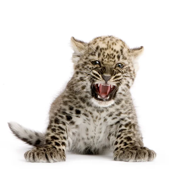 Leopardo persiano Cub (2 mesi ) — Foto Stock