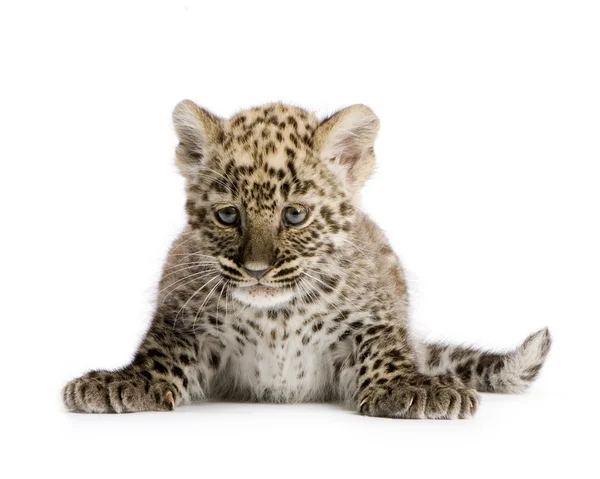Persisk leopard Cub (2 månader) — Stockfoto