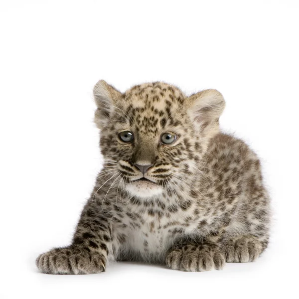 Cubo de leopardo persa (2 meses ) — Fotografia de Stock