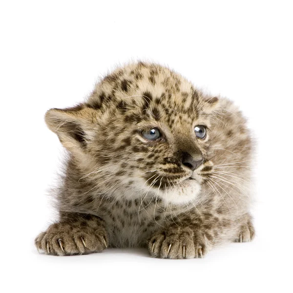 Persischer Leopard (2 Monate)) — Stockfoto